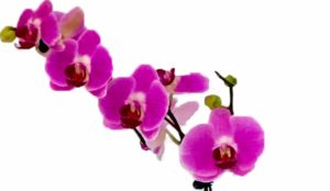 Chậu hoa xuân của chị P.Q.