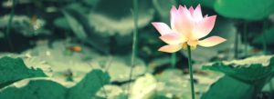 Bốn loại thức ăn