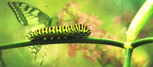 Con sâu trên dàn bầu của mẹ