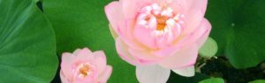 Niệm Phật Đẩy Lui Bệnh Tật/ Ẩn Danh