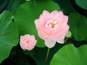 Cho tròn chữ hiếu mới là đạo con