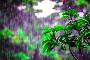 'Dhamma Rain - Mưa Pháp Thấm Căn Lành'