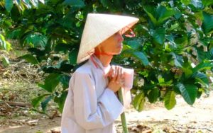 Người về/ Vĩnh Hảo