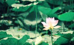 Ni Trưởng Trí Hải, Một Đóa Sen Ngát Hương/ TN Hương Nhũ
