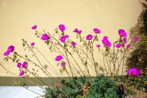 đọc free-không quảng cáo