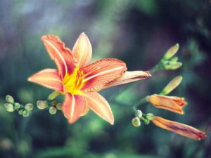 Good morning, có người vừa từ giã cõi đời!/ Hoàng Mai Đạt