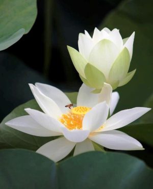 Vì Sao Tôi Tu/ Pháp Quang
