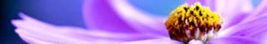 Wisdom Today channel: Nuôi dưỡng lòng biết ơn - Cultivation gratitude