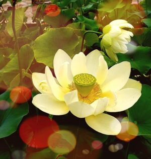 Duy Tuệ Thị Nghiệp/ Hoàng Thục Uyên