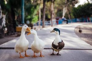 Bao giờ thế giới có hòa bình?/ Kiều Mỹ Duyên