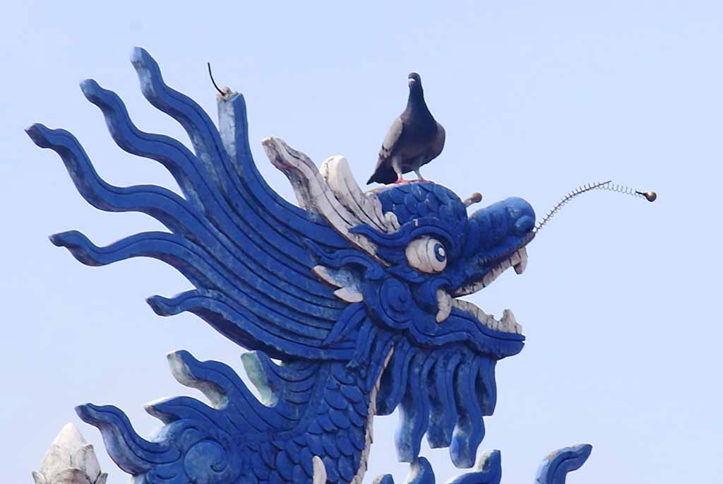 Bồ Câu đậu đầu Rồng