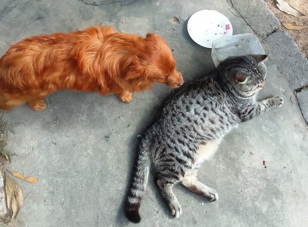 Chào đón em Xu và em Xi về nhà mới