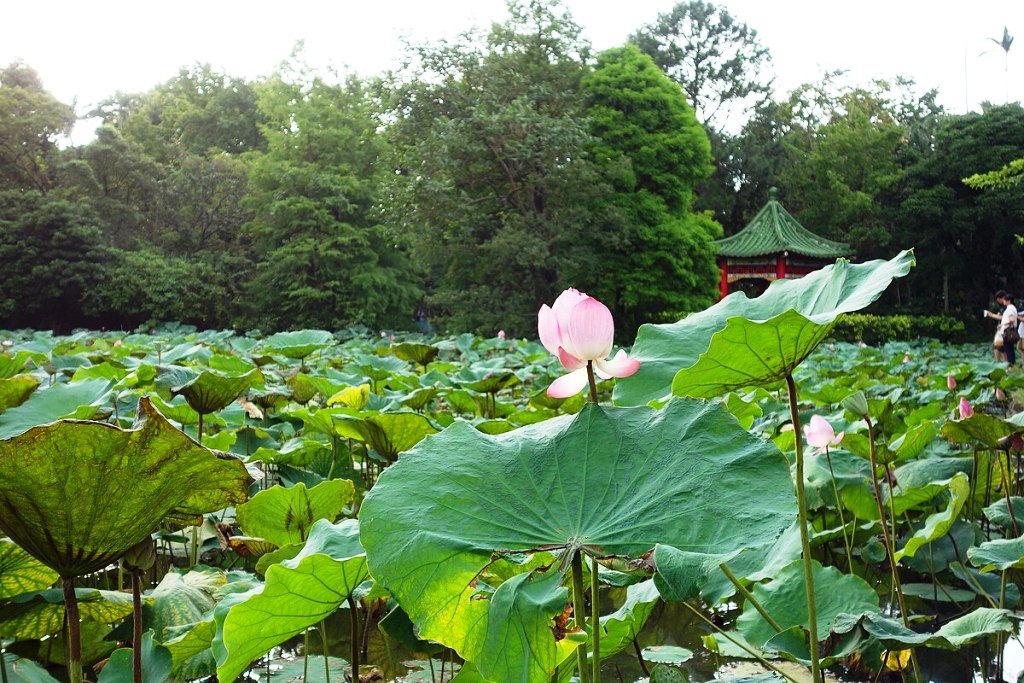 Đại bi là vô ngã, vô ngã là Niết Bàn