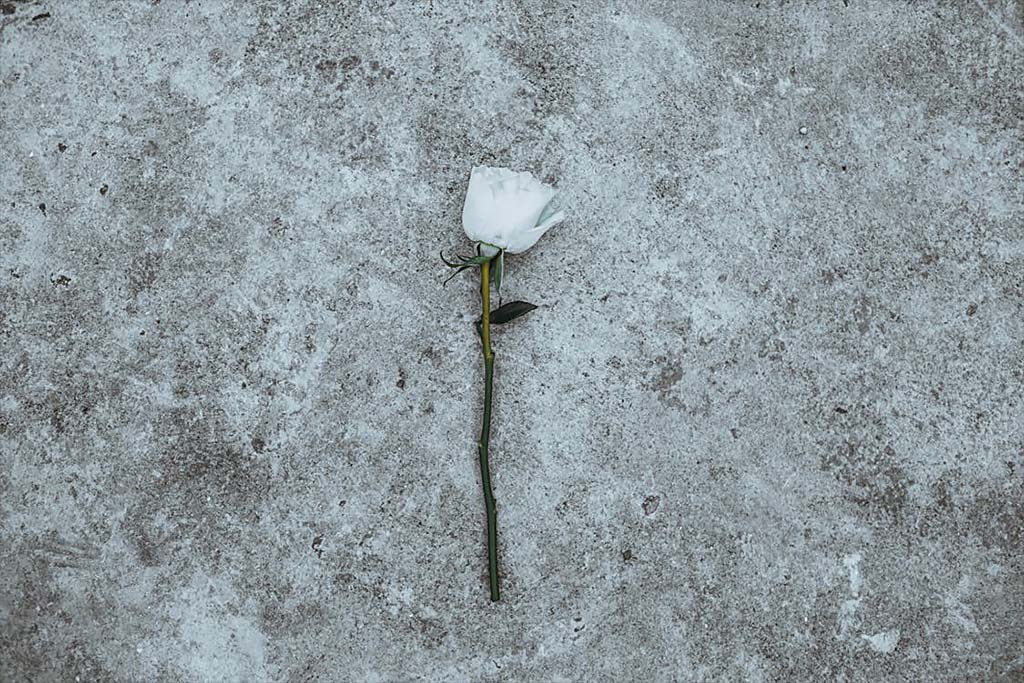 Một bông hồng trắng
