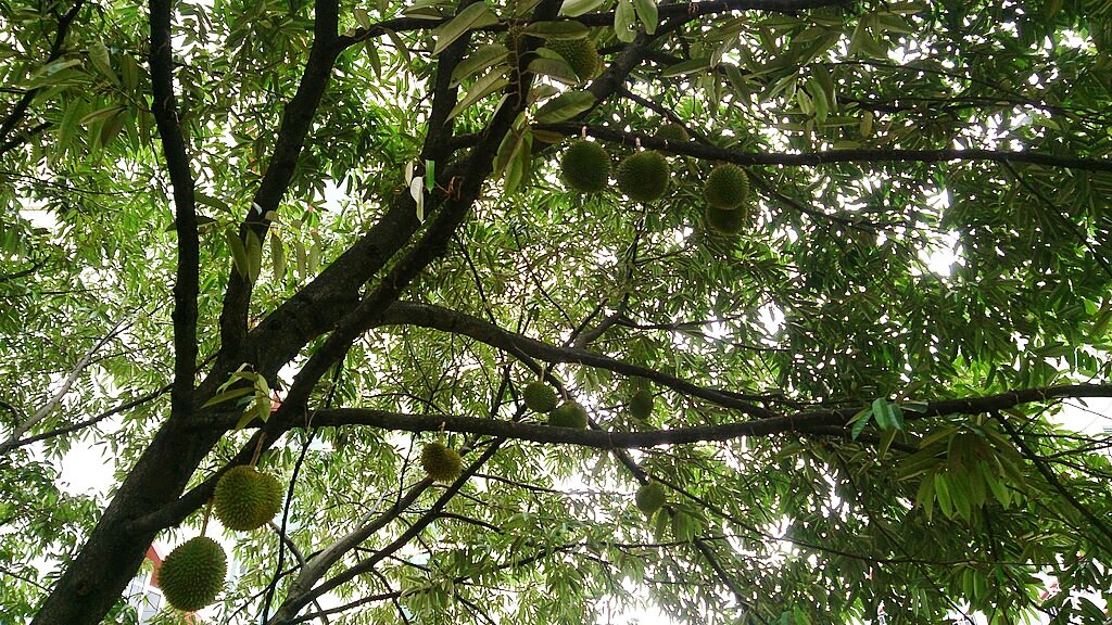 Chặt cây tìm trái