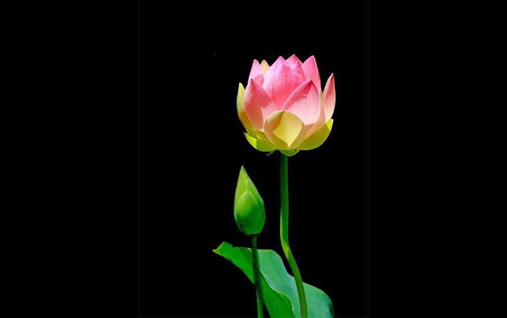 Như đóa sen hồng