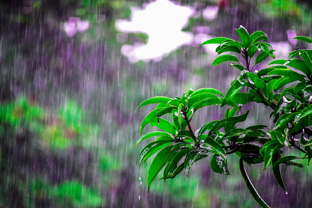 Mưa Xuân lấp lánh