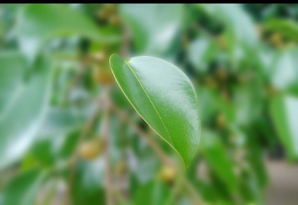Một chiếc lá nhỏ/ Nguyễn Thị Anh Chi