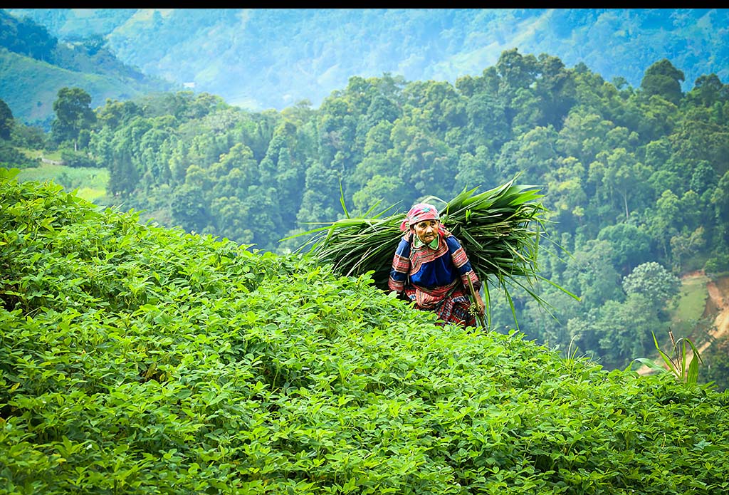 Ngày rằm tháng Bảy, nhớ Mẹ tôi