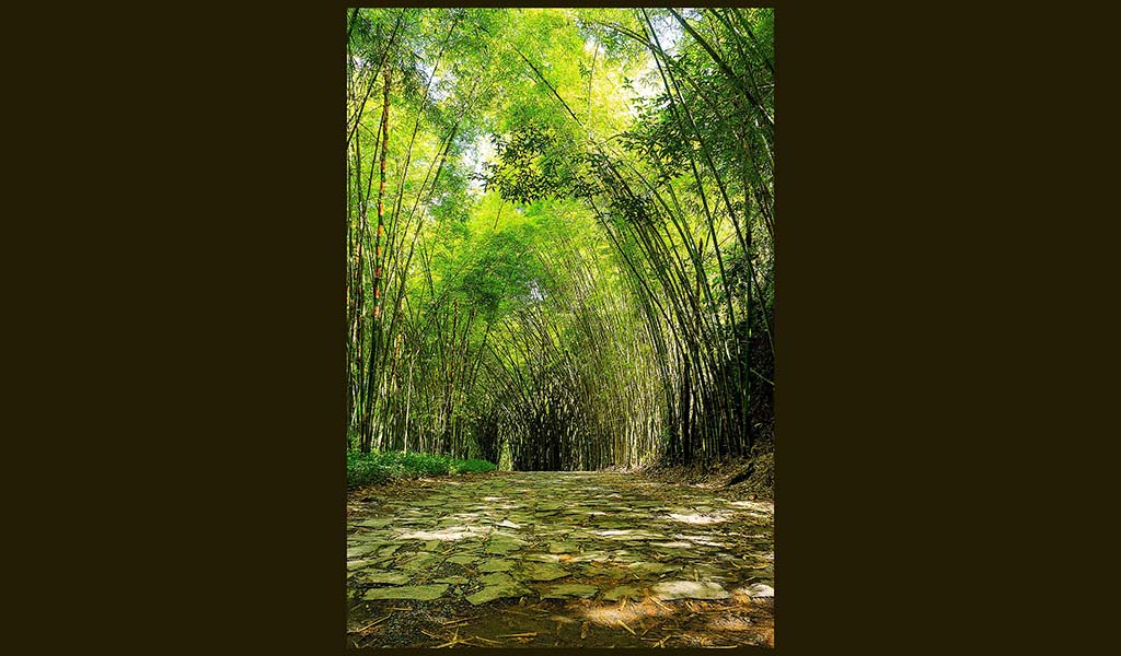 Tìm Lại Lũy Tre Làng/ Thích Nhuận Hùng