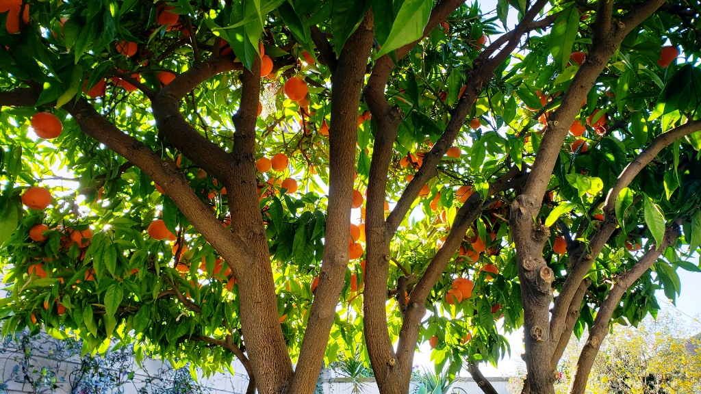 Xuân Này Hãy Sống Với Năm Điều Quán Tưởng Mỗi Ngày/ Hoàng Mai Đạt