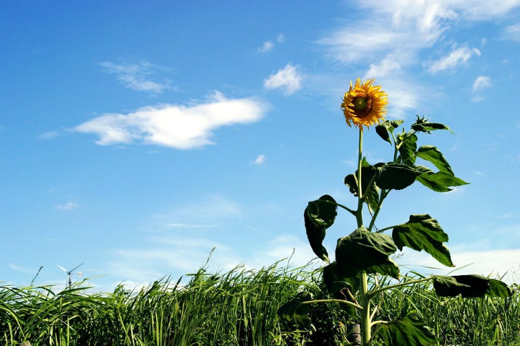 Buồn Vui Như Gió Thoảng Bay/ Hoàng Thục Uyên