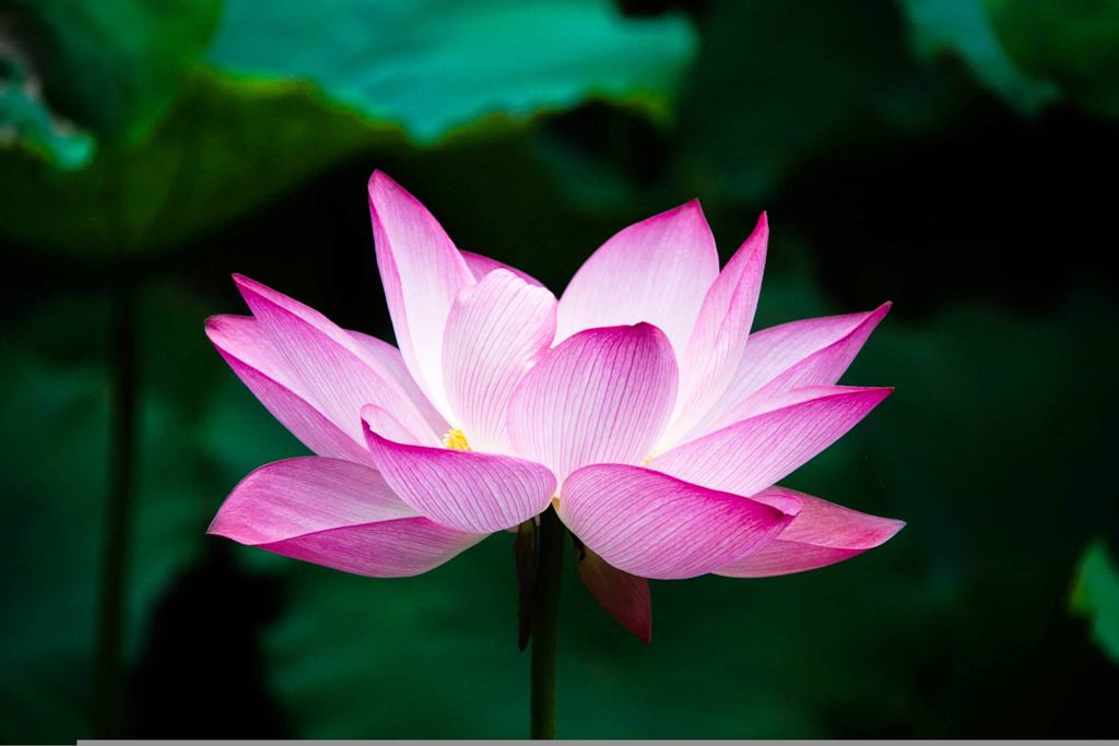 Sự Việc Đức Phật Ra Đời Đã Mở Toang Cánh Cửa Tự Do Cho Con Người/ Huỳnh Kim Quang