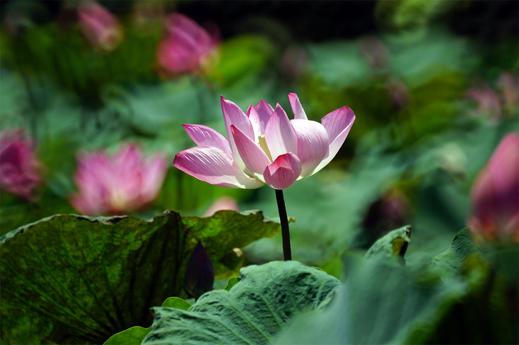 Những Cánh Sen Hồng…/ 10 chuyện thiền do Phổ Định tuyển dịch